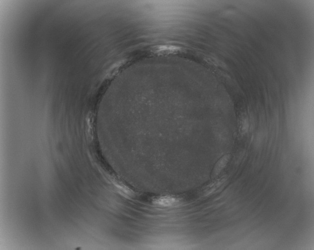 X0000063500759200602101859