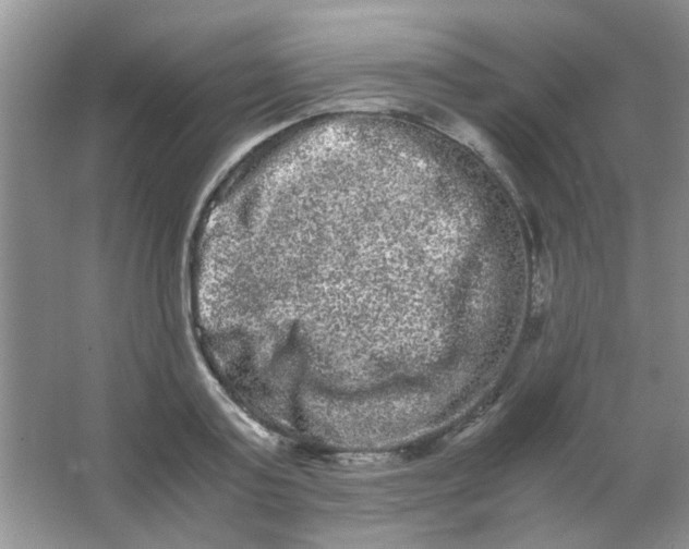 X0000063500795200602101858