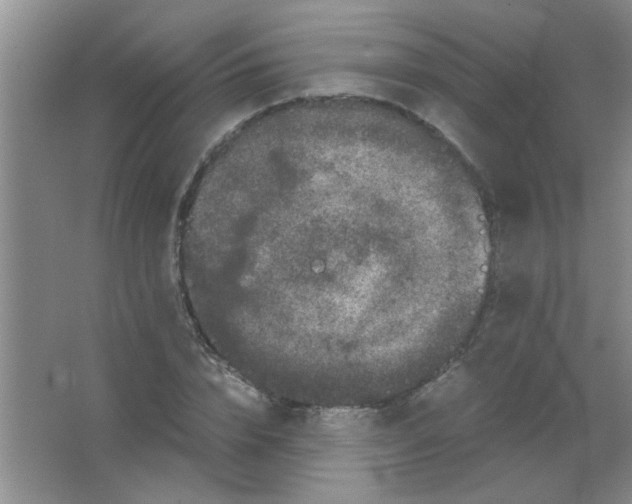 X0000063500832200602101857