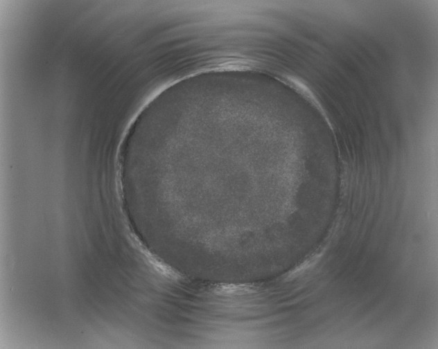 X0000063500835200602101857