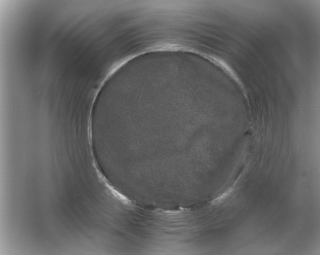 X0000063500839200602101857