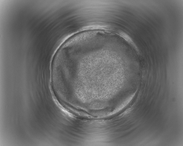 X0000063500844200602101857