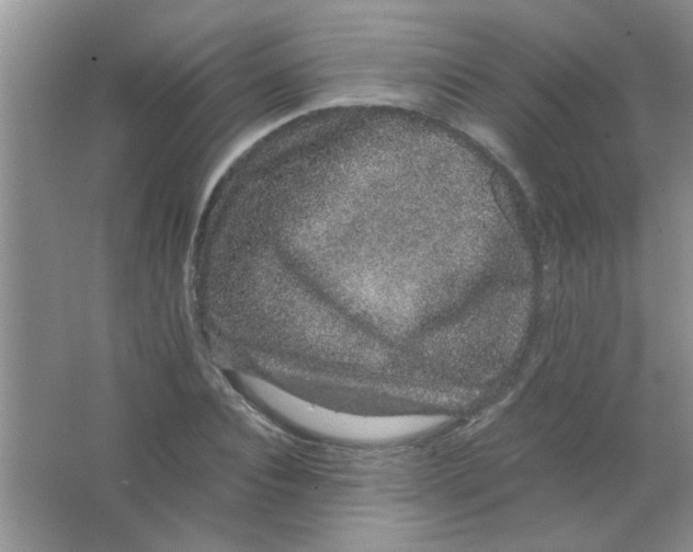 X0000063500928200602101855