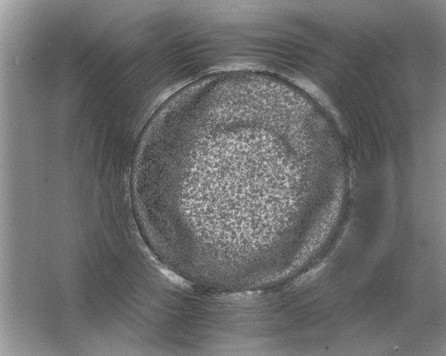 X0000063500937200602101855