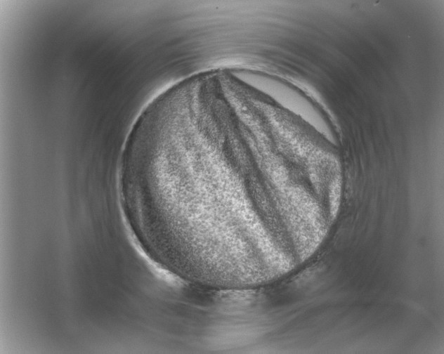 X0000063500991200602101854