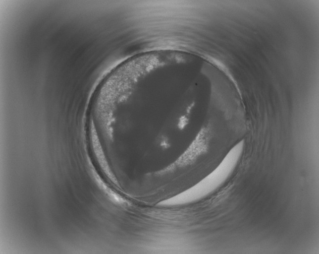 X0000063500995200602101854