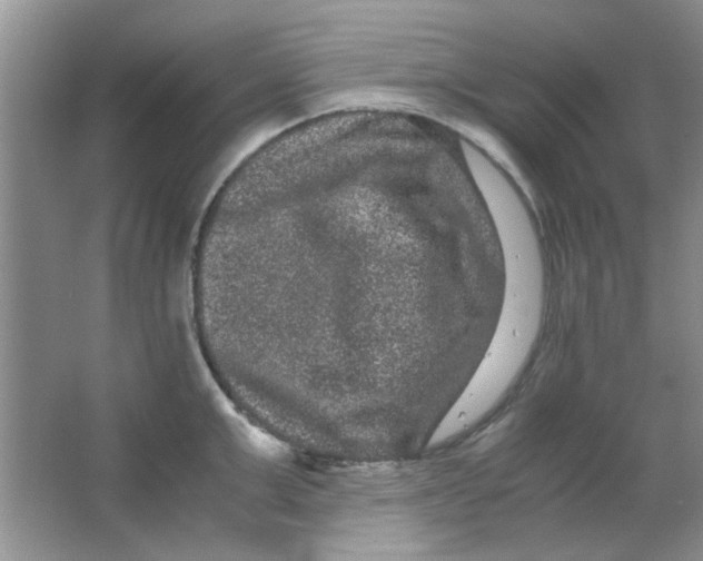 X0000063500999200602101854