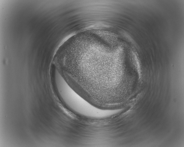 X0000063501026200602101854