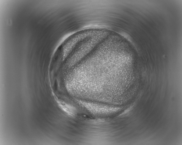 X0000063501030200602101854