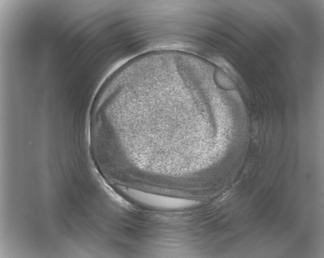 X0000063501036200602101854