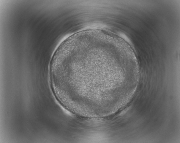 X0000063501103200602101853