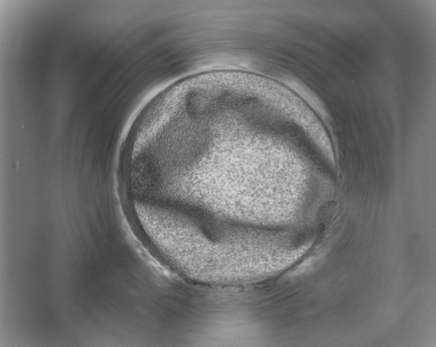 X0000063501104200602101853