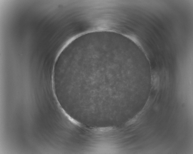 X0000063501294200602101849