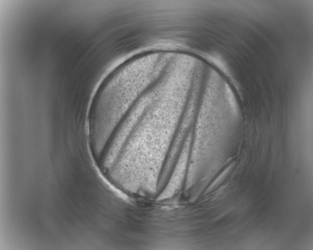 X0000063501335200602101849