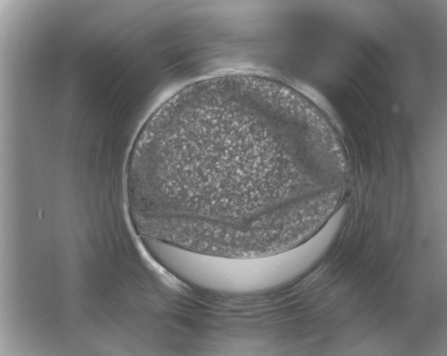 X0000063501439200602101848