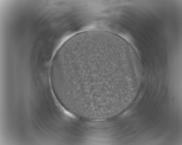 X0000063501486200602101846