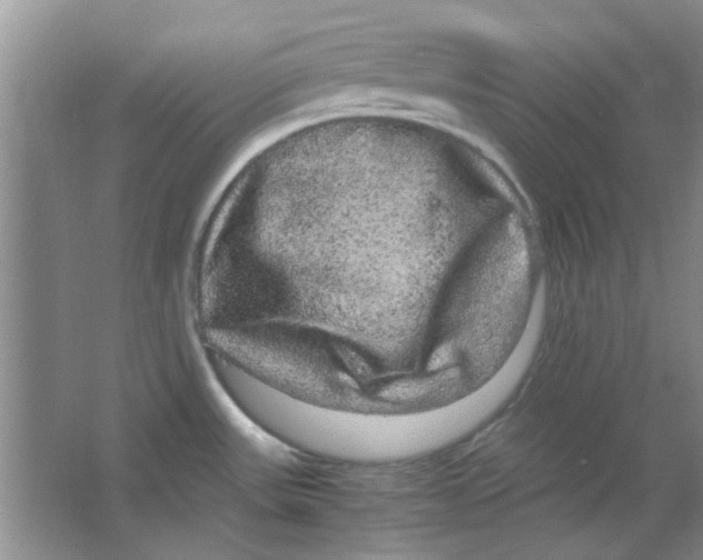 X0000063501531200602101846