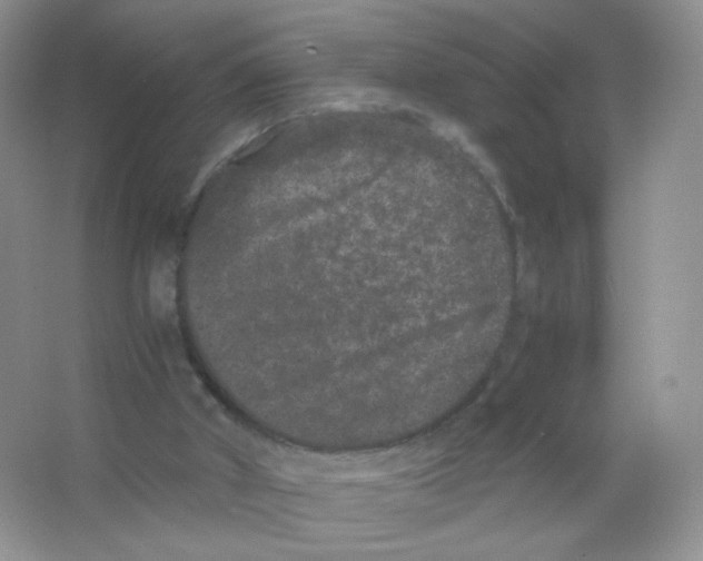 X0000063500010200602172131