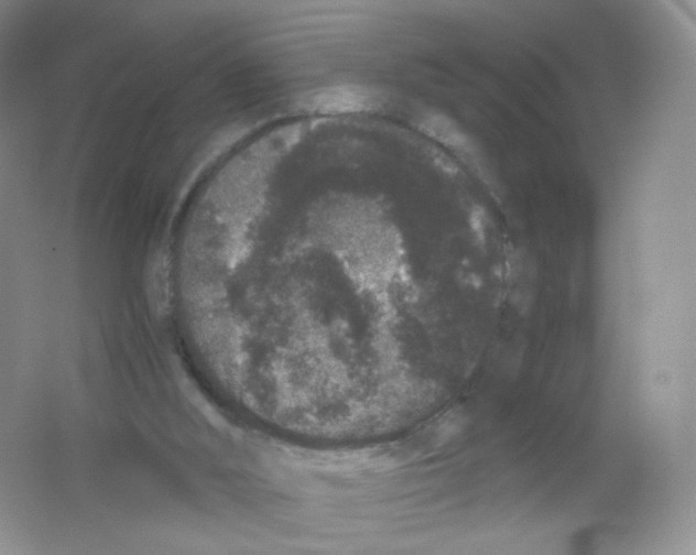 X0000063500012200602172131