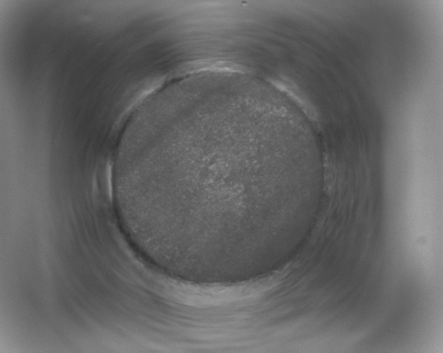 X0000063500014200602172131