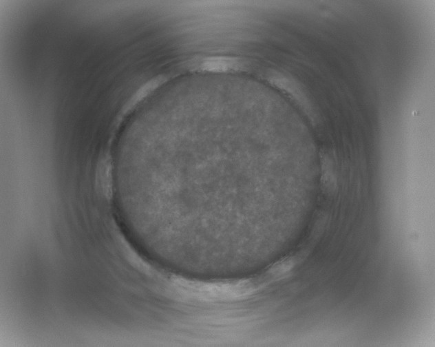 X0000063500016200602172131