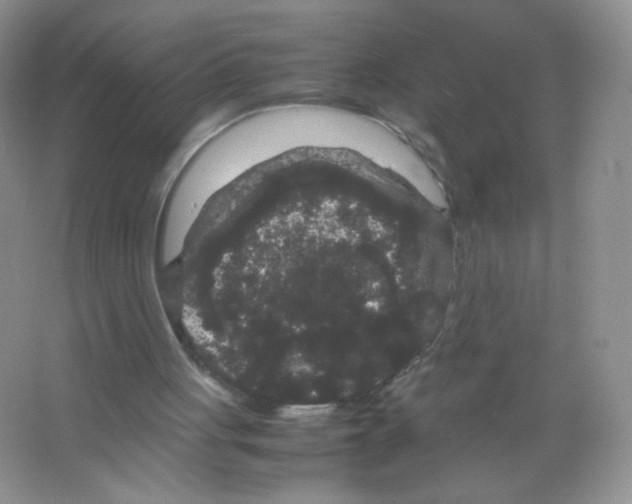 X0000063500051200602172130