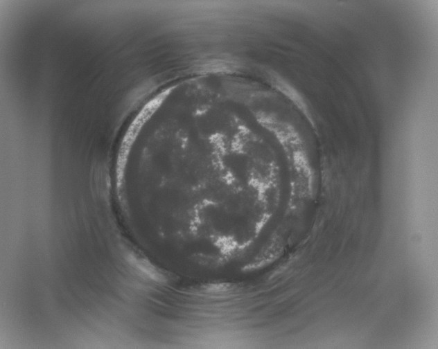 X0000063500059200602172130