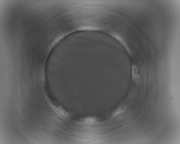 X0000063500204200602172128