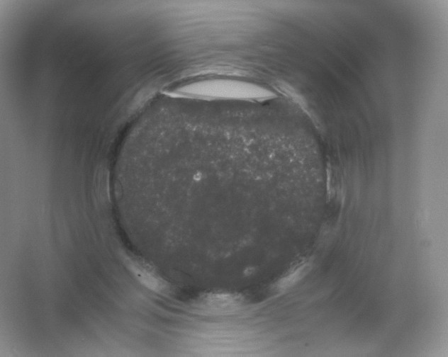 X0000063500205200602172128