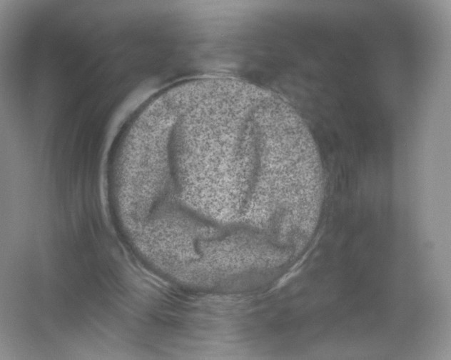 X0000063500294200602172126