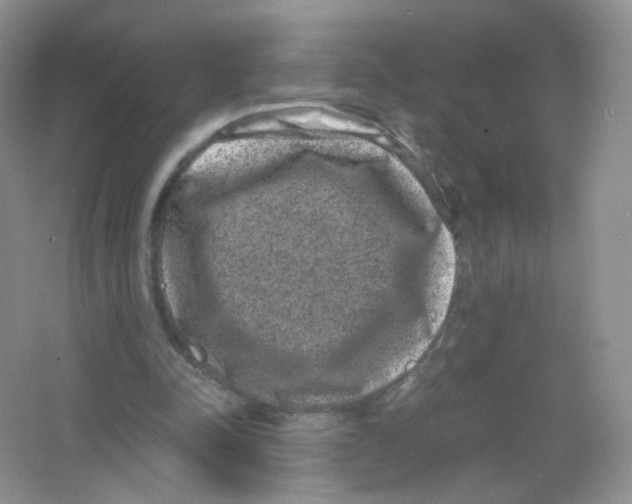 X0000063500342200602172125