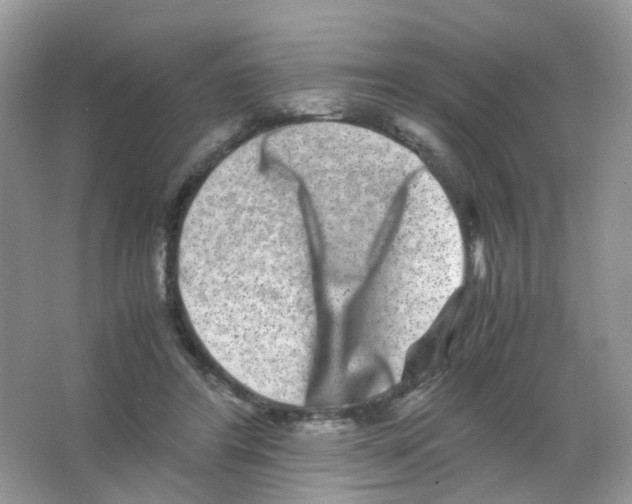 X0000063500404200602172124