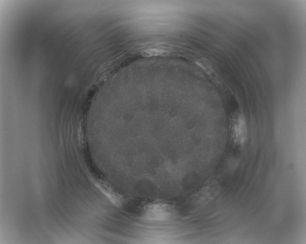 X0000063500408200602172124