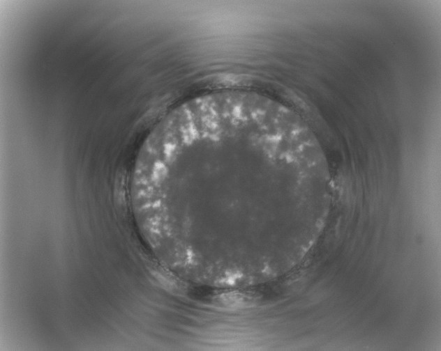 X0000063500423200602172124