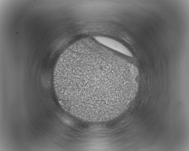 X0000063500499200602172123