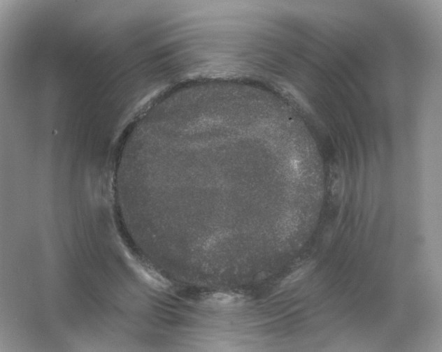 X0000063500542200602172121