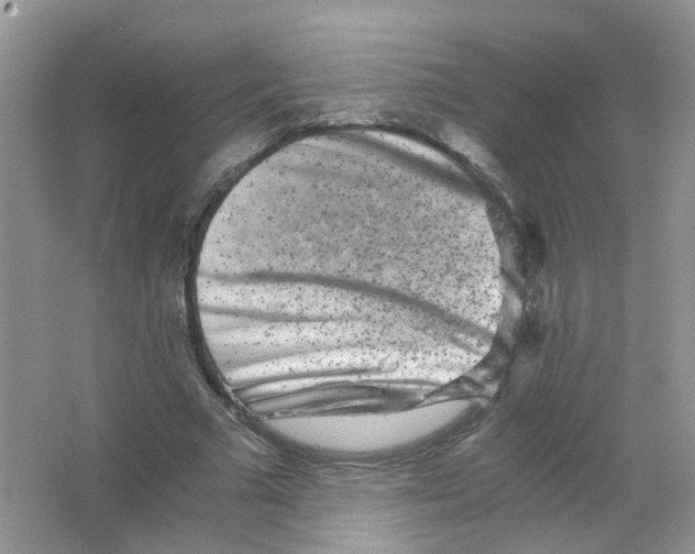 X0000063500681200602172119