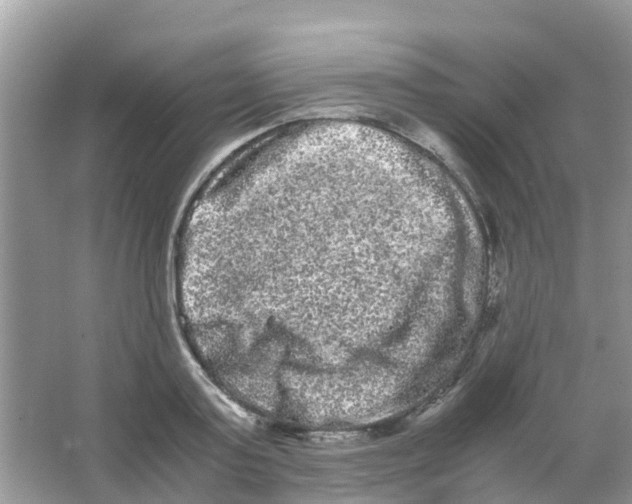 X0000063500795200602172117