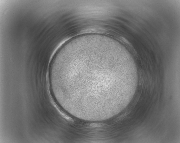 X0000063500796200602172117