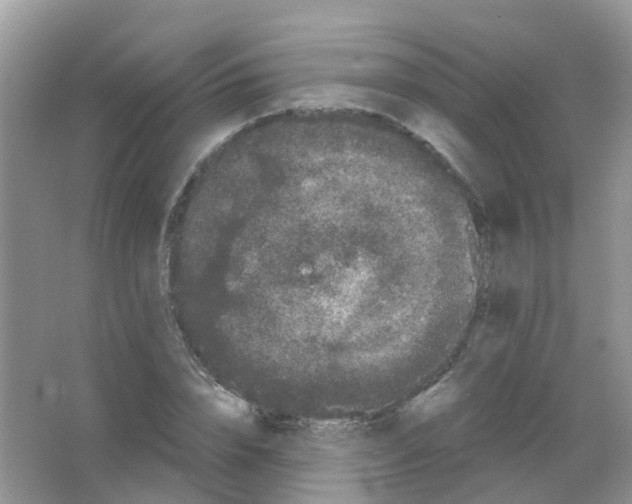 X0000063500832200602172116