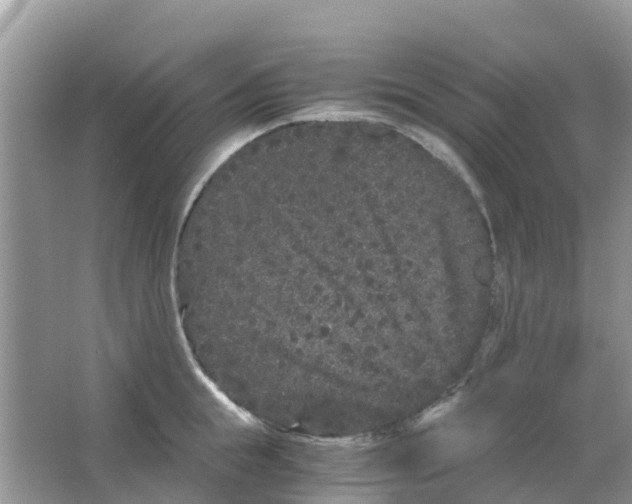 X0000063500855200602172117