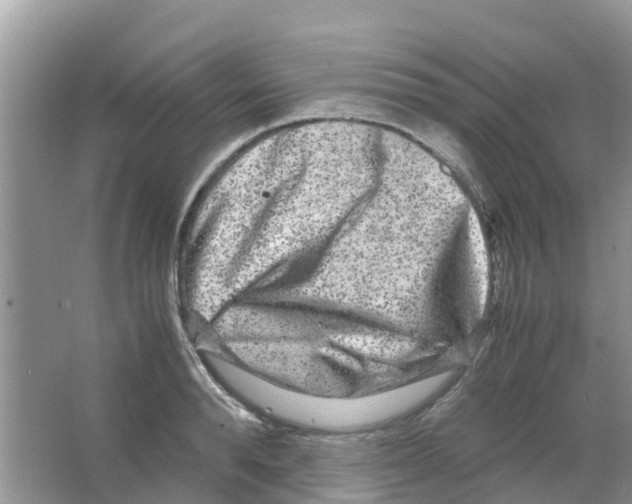 X0000063500896200602172116