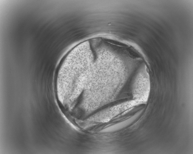 X0000063500910200602172115