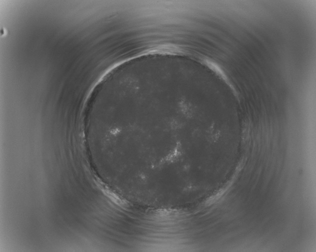 X0000063500923200602172115