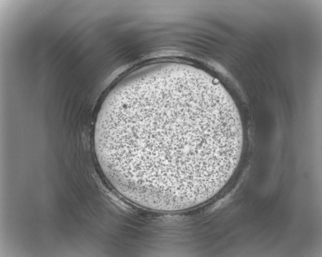 X0000063500929200602172115