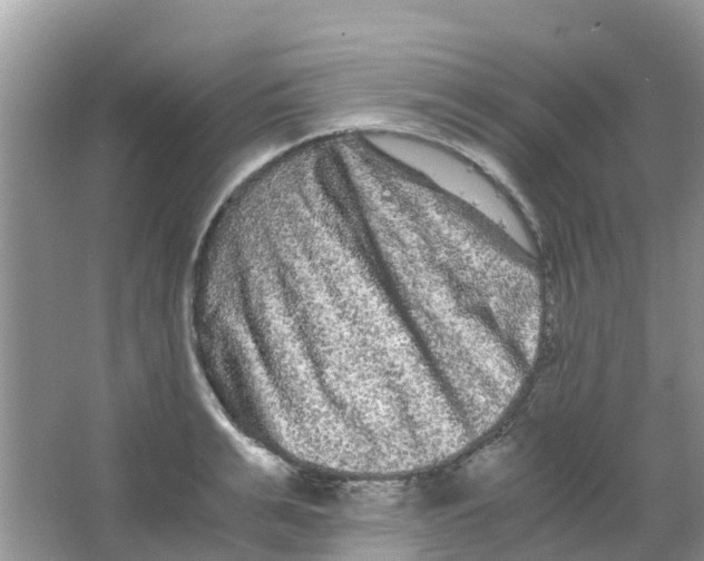 X0000063500991200602172114