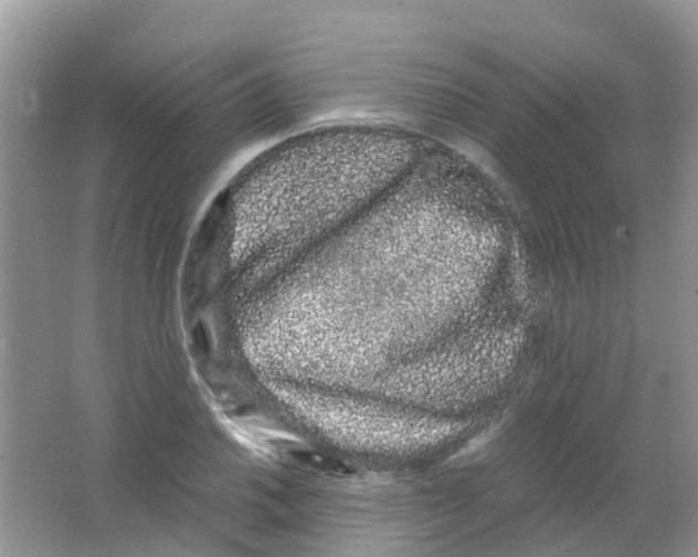 X0000063501030200602172113