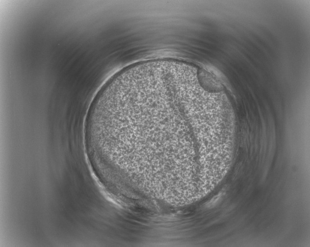 X0000063501039200602172113