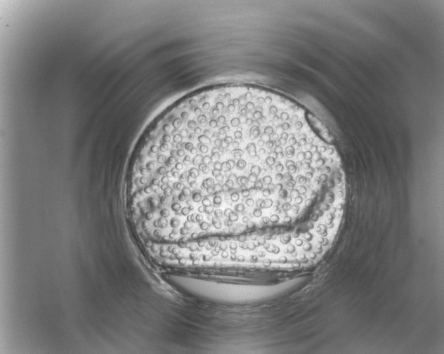 X0000063501044200602172113