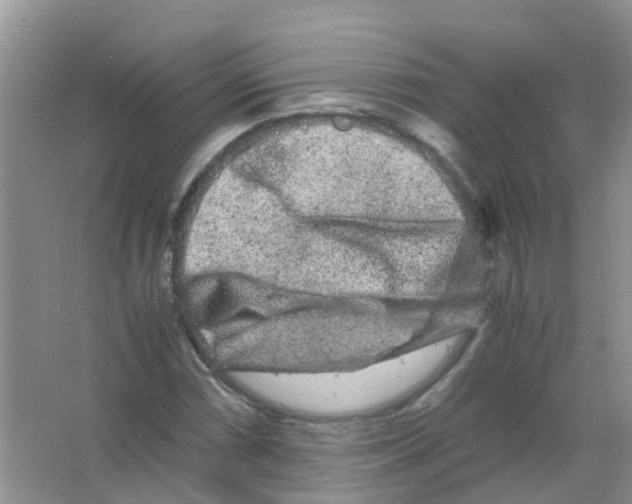 X0000063501066200602172113